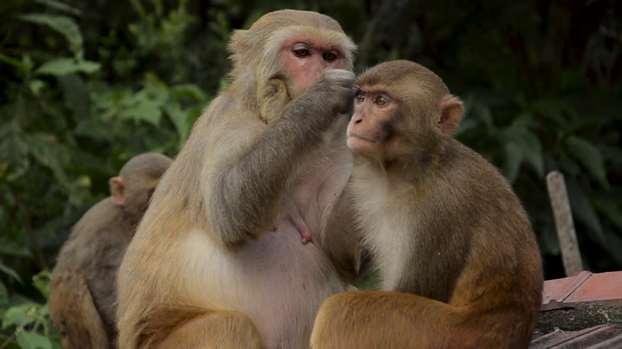 los monos que juegan - templo de los monos, katmandú, nepal