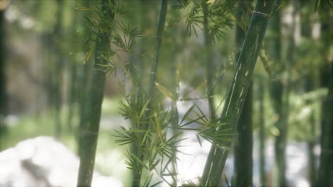 green bamboo trees forest background