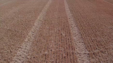 Panorámica-Aérea-Desde-El-Campo-Agrícola-En-El-Reino-Unido