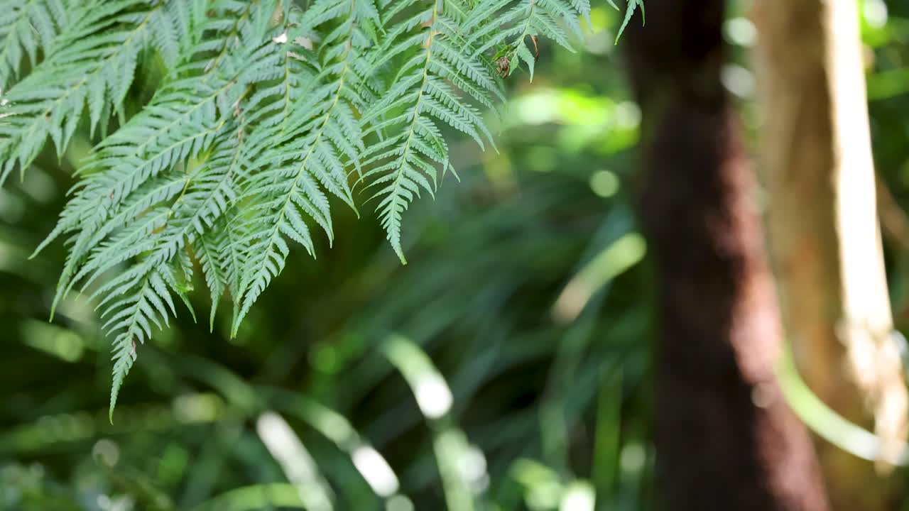 Close-up of fern fronds gently moving in sunlight, lush forest background, soft natural lighting