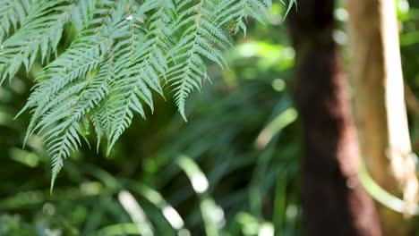 close-up of fern fronds gently moving in sunlight, lush forest background, soft natural lighting