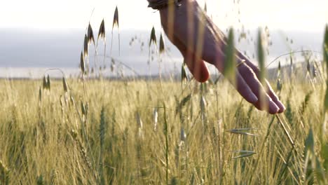 inspirational carefree female hand with bangle caressing golden wheat in meadow field sunlight