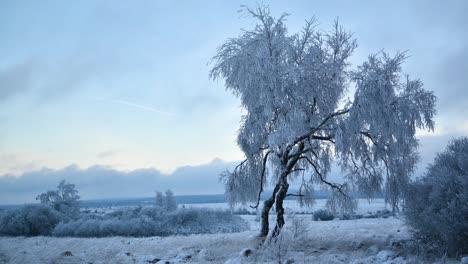 zeitraffer von gefrorenen bäumen an einem bewölkten tag mit vorbeifliegenden wolken