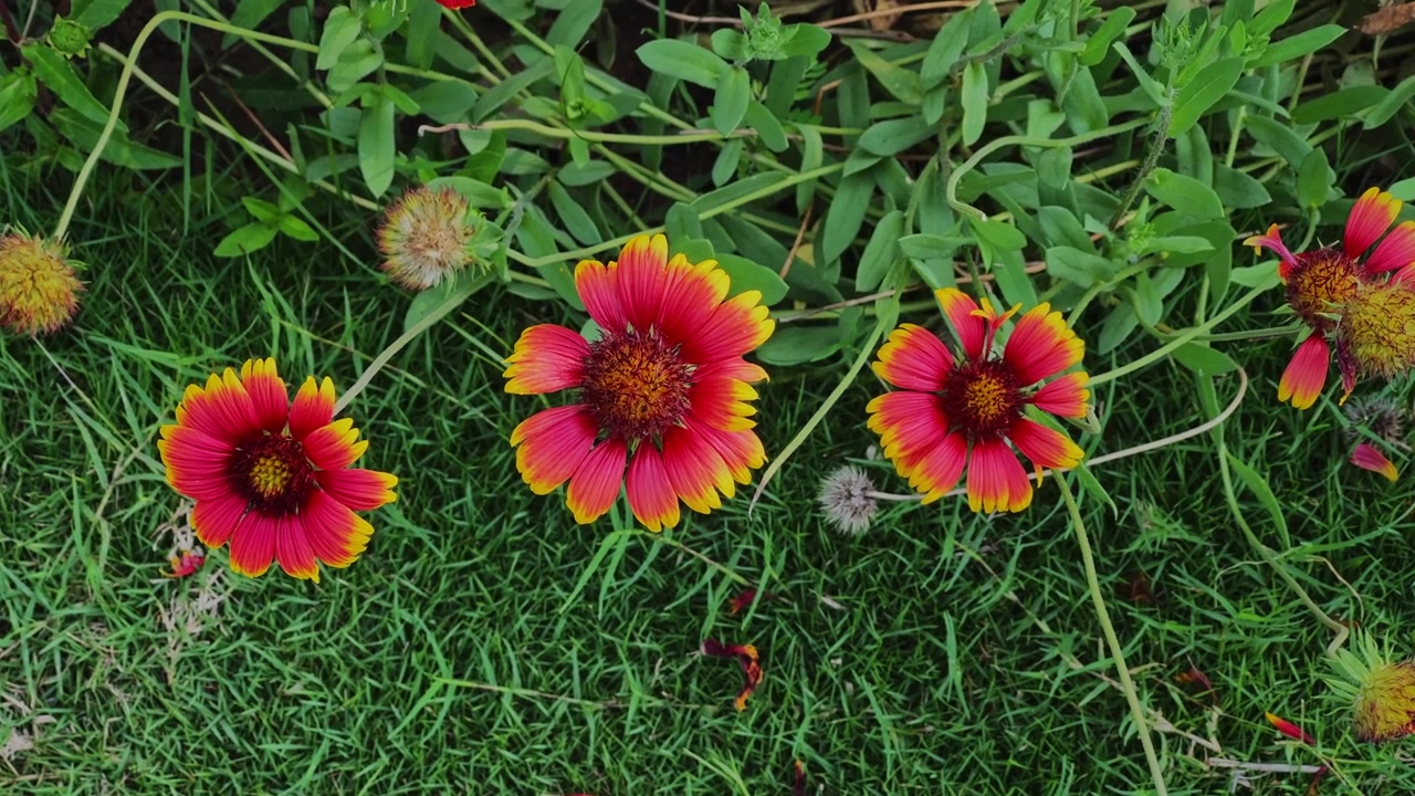Primo piano di vivaci fiori di Gaillardia che ondeggiano dolcemente nella brezza sopra un prato verde lussureggiante, creando una colorata scena di giardino naturale.