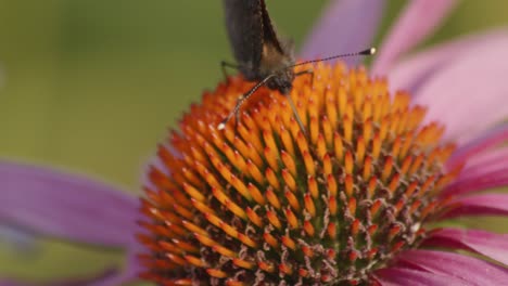 una pequeña mariposa de carey se alimenta de echinacea purpurea-2