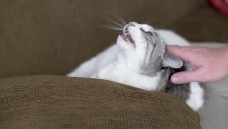 Mann-Streichelt-Katze,-Die-Ausgestreckt-Auf-Einer-Couch-Liegt