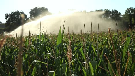 irrigation of a cornfield on an organic farm with water at sunset