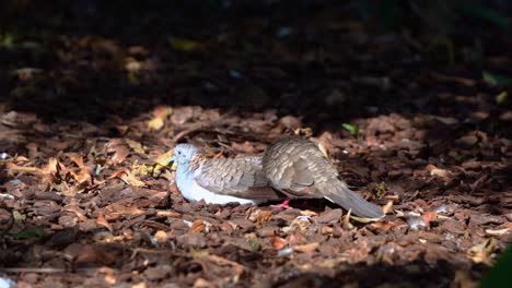 close up shot capturing a pair of bar-shouldered dove, geopelia humeralis on the forest ground, showing sign of imminent mating, by preening and nibbling of the head and neck