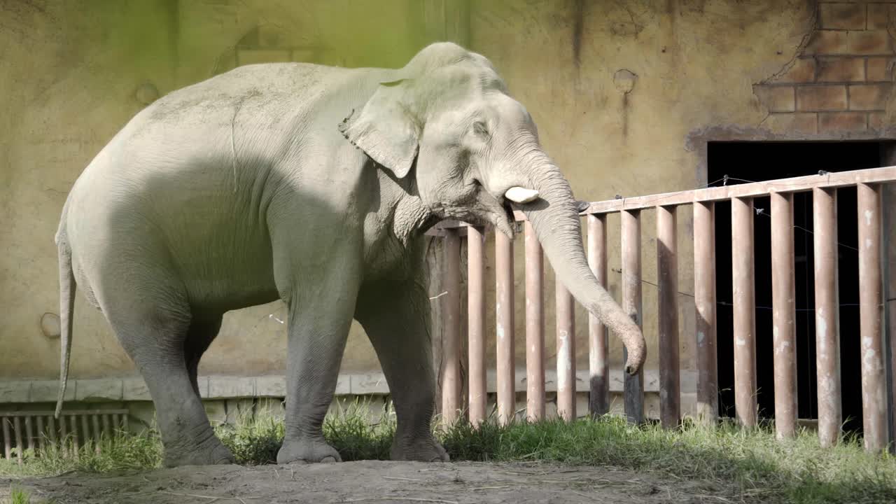 Elefante Asiático Gigante del Zoológico de Nantong