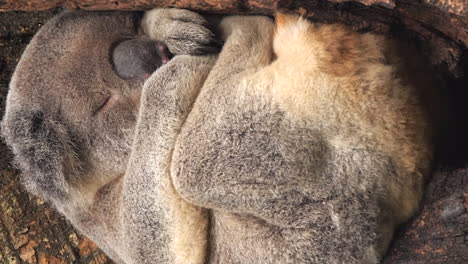 cute, curled up koala asleep in tree, vertical close up, brisbane, australia