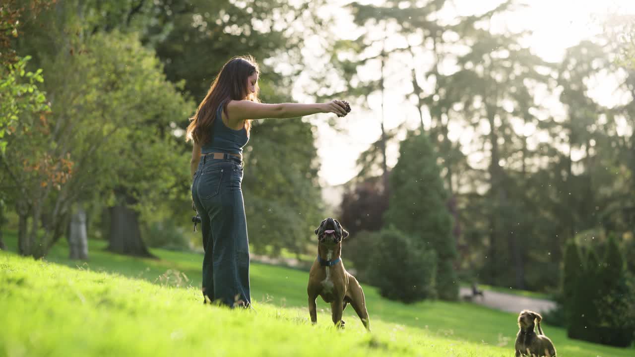 Giovane donna che gioca a riporto con i cani in un parco soleggiato