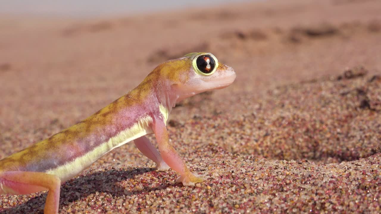 un primer plano macro de un pequeño y lindo lagarto gecko del desierto de namib con grandes ojos reflectantes lamiendo globos oculares en la arena en namibia con un vehículo de safari pasando por el fondo
