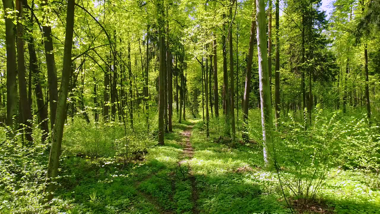 Volare tra gli alberi nella foresta primaverile
