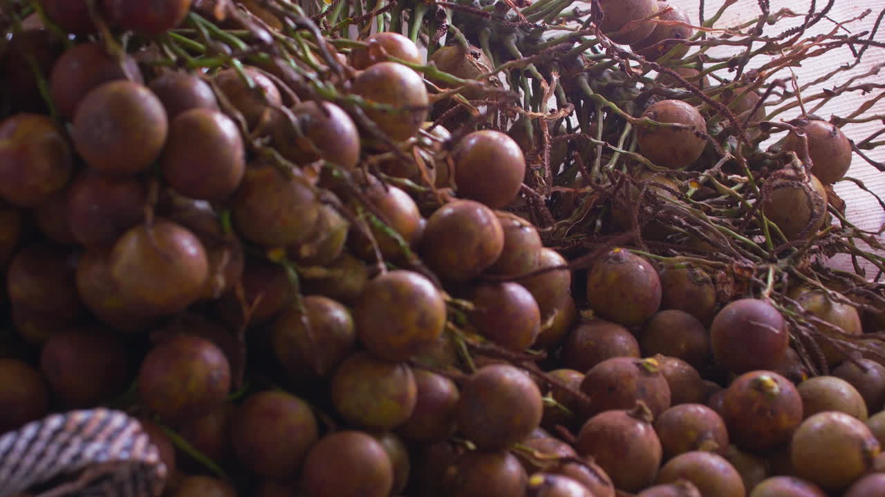 Pull in shot over coyol palm tree fruits, stocked, piled up in white nylon bags