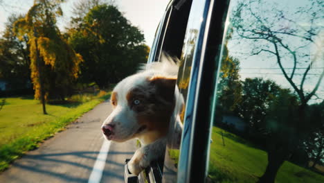 dog pokes head out car window