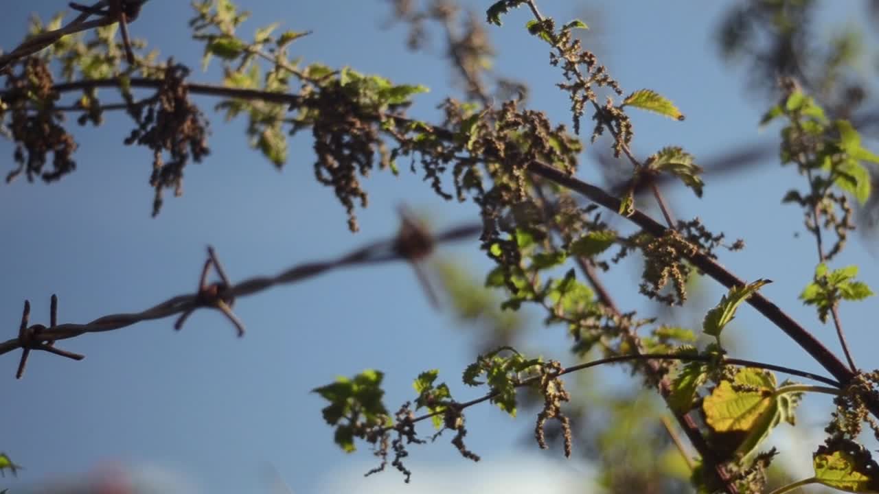 Nettles and barbed wire against breezy blue sky