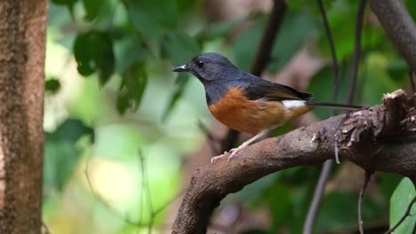 perched on a branch while looking up and down in the forest, white-rumped shama copsychus malabaricus, thailand