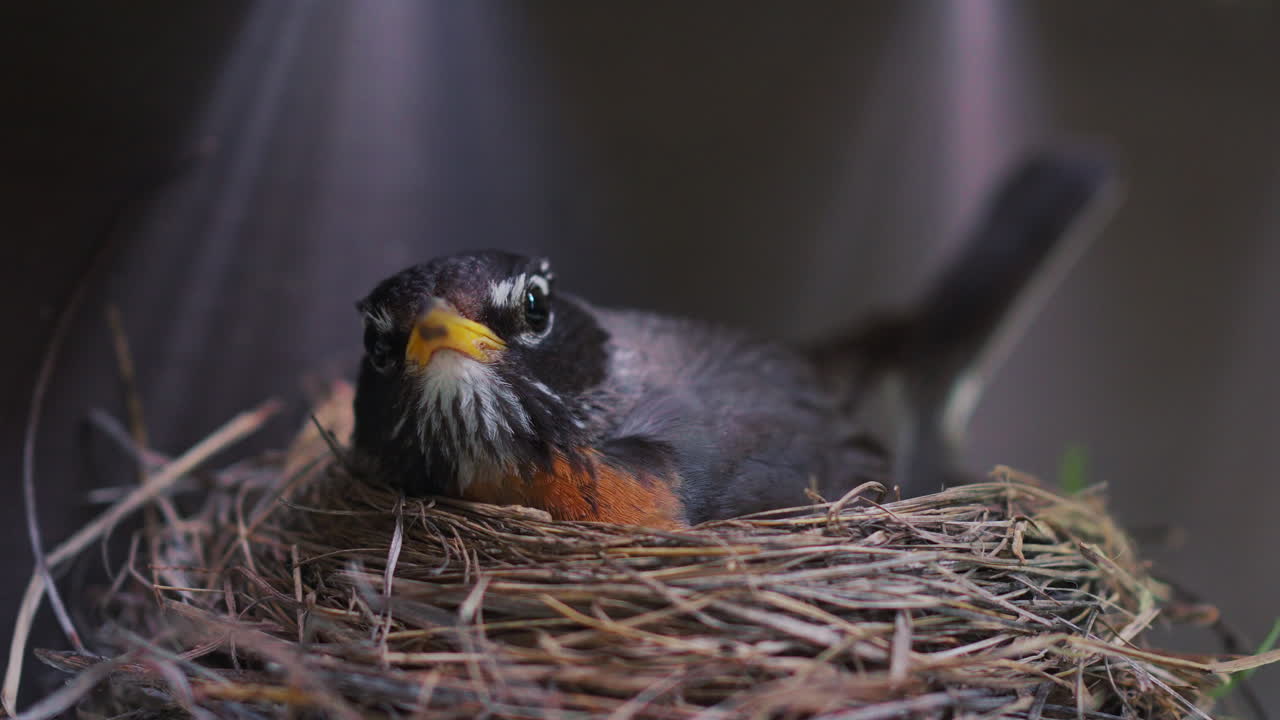 Robin in a nest