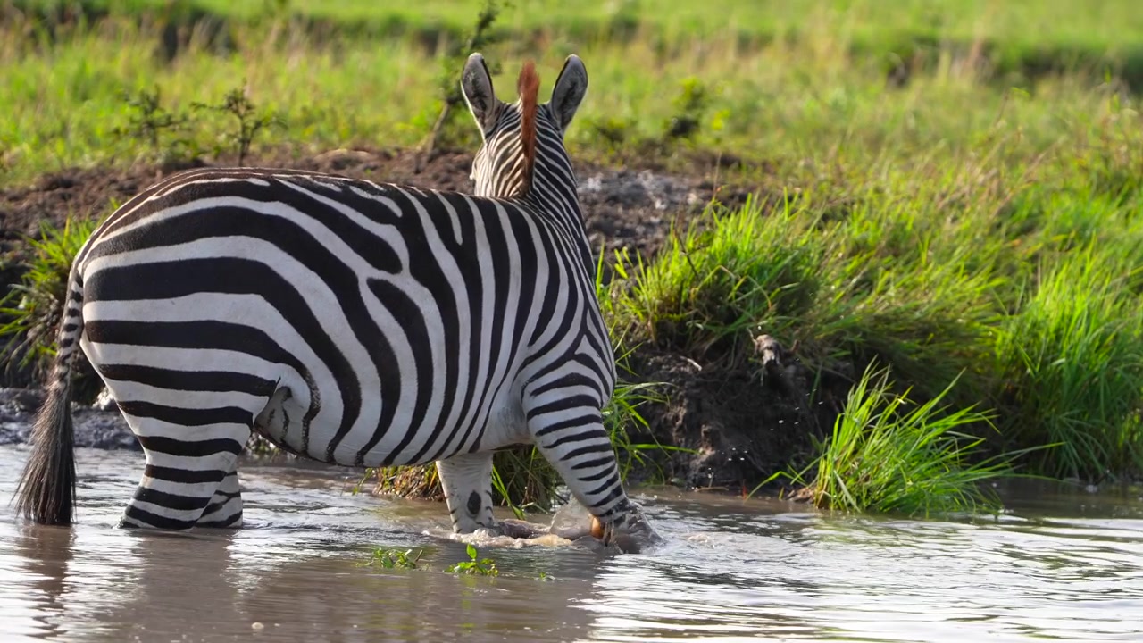 Zebra delle pianure che attraversa un fiume poco profondo nella Riserva Nazionale Maasai Mara, Kenya, durante un safari faunistico