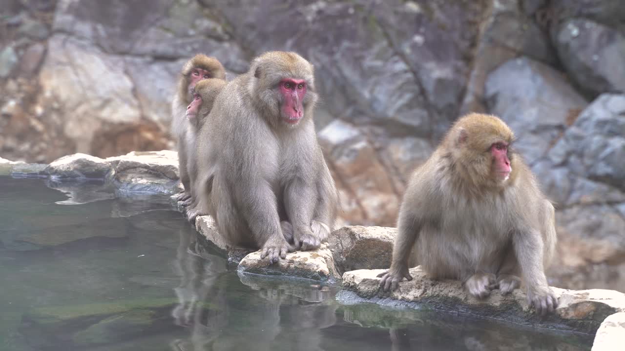 macacos japoneses también conocidos como monos de nieve sentados tranquilamente al borde de una fuente termal en nagano japón - plano medio