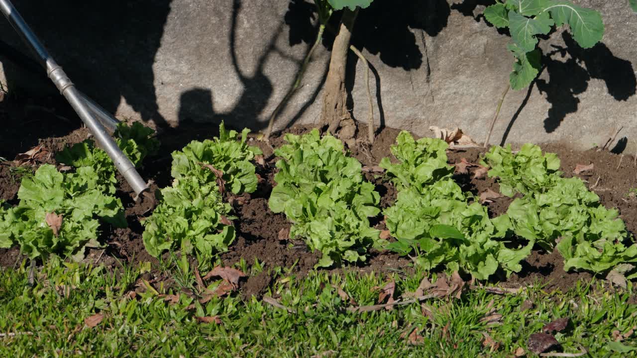 Person watering rows of fresh green lettuce under bright sunlight