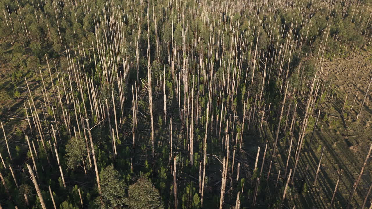 Burnt trees and deforested Argentine land seen from above, ecological destruction