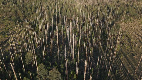 burnt trees and deforested argentine land seen from above, ecological destruction