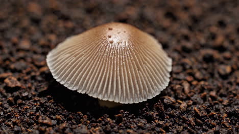 close-up of a mushroom in dark soil