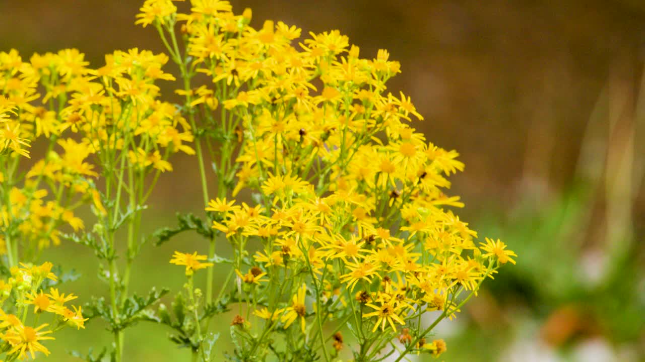 Close-up of yellow wildflowers gently moving outdoors in natural daylight, shallow depth of field
