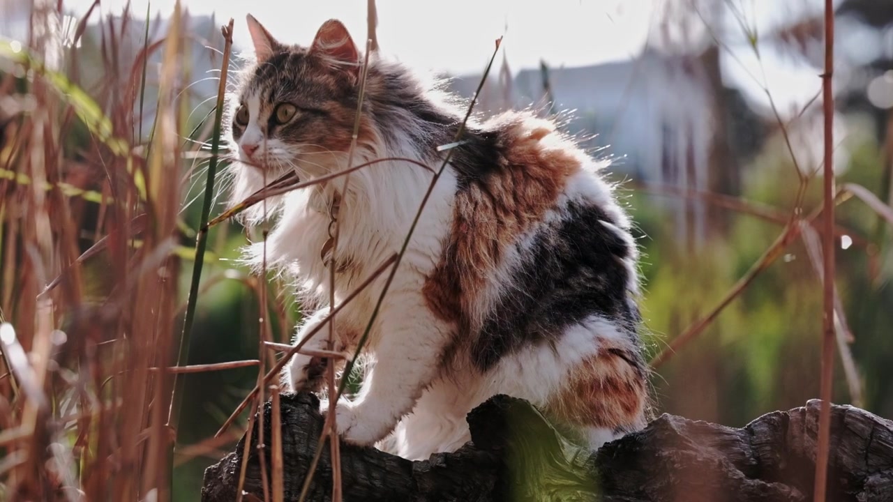 Doğada kirli patilerini yalayarak temizleyen sevimli Calico kedi