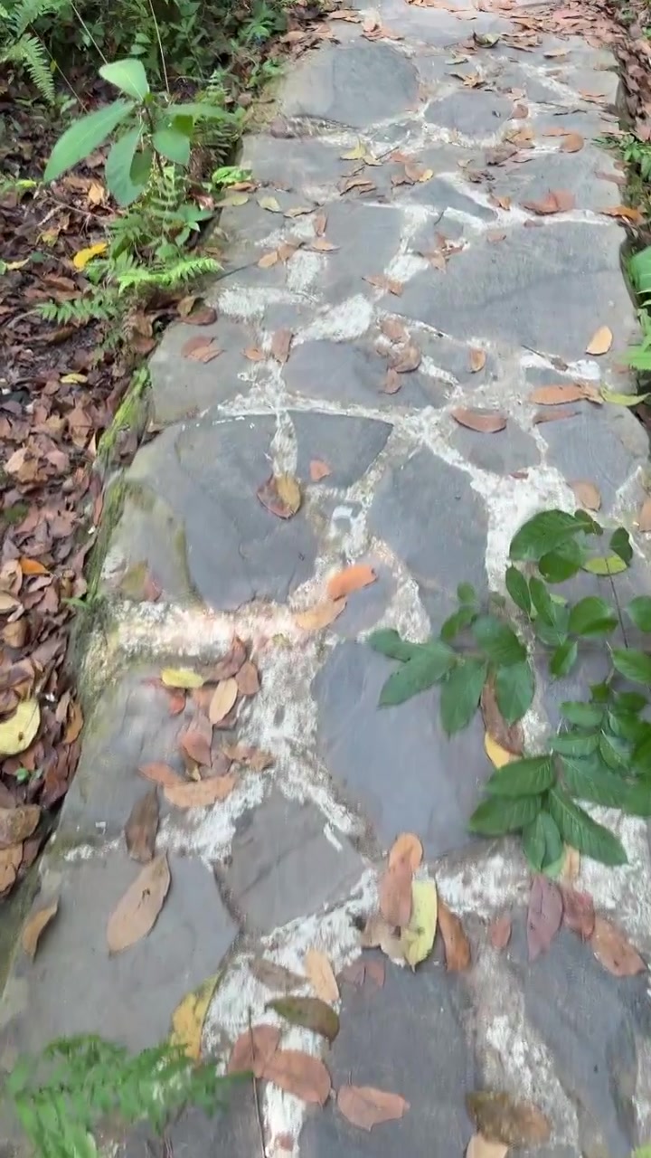 Walking Along a Stone Path in a Forest