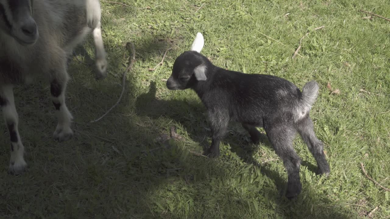염소 의 아이 가 우유 를 빨고 있다