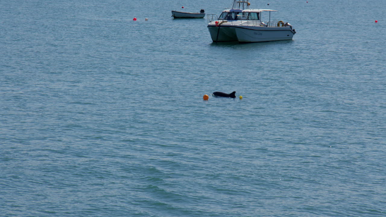 Wide shot of new quay Bay with dolphin or porpoise breaching the water next to a boat