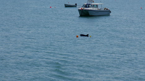 wide shot of new quay bay with dolphin or porpoise breaching the water next to a boat