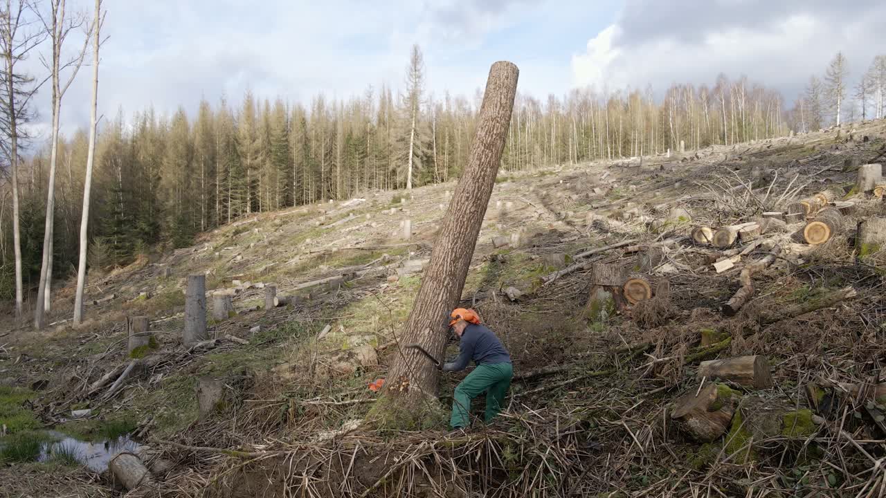 Man trying to fall a tree with an axe in a dry, dead forest in Germany. Stationary shot with no movement