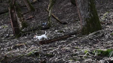 Small-white-Jack-Russel-running-through-the-woods
