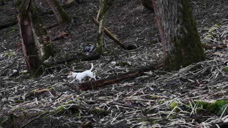 small white jack-russel running through the woods