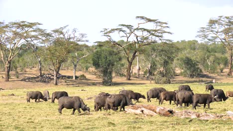 A-Herd-of-Cape-buffalo-grazing-and-walking-in-front-of-a-woodland-in-Kenya-with-blue-sky