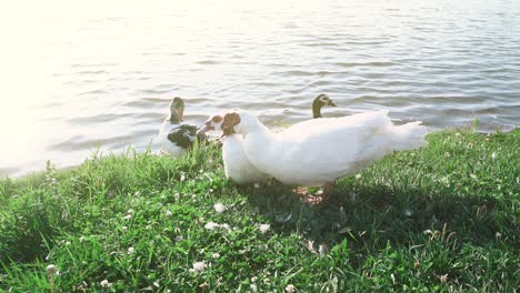 geese walk along the shore of the lake during sunset