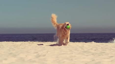 perro gracioso jugando con la pelota