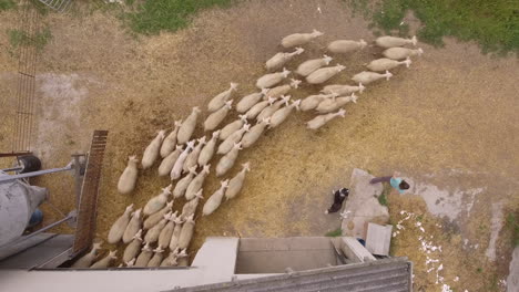 Aerial-view-of-flock-of-sheep-leaving-the-barn