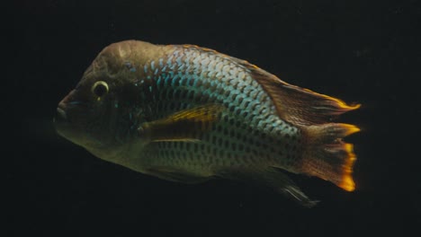 los peces cíclidos verdes nadan dentro del tanque.