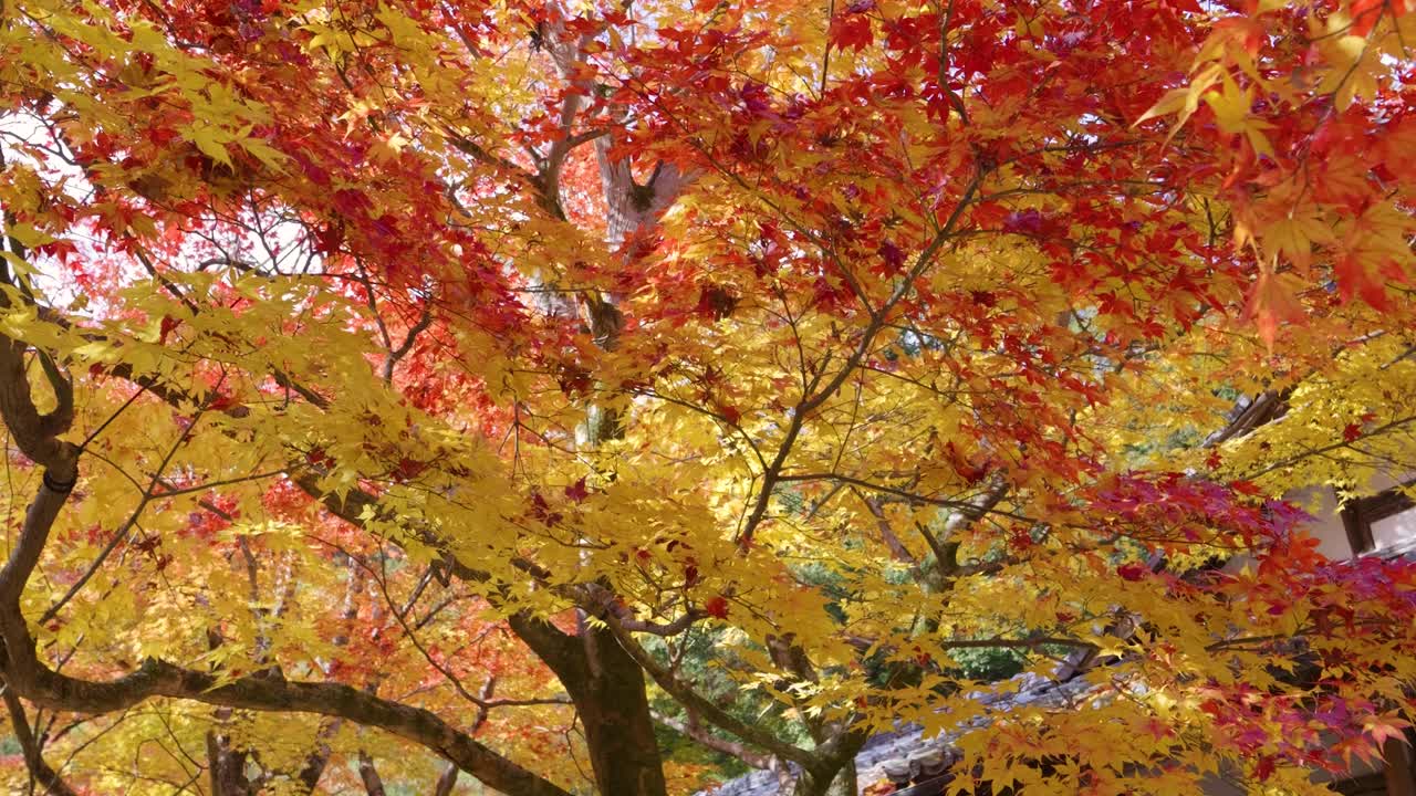 Cinematic slider over close up autumn colors in red and orange
