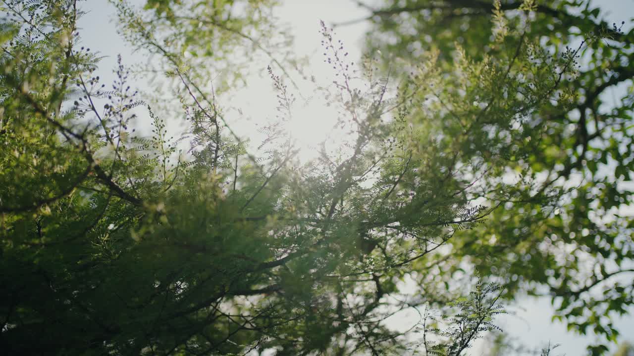 포르투갈 신트라의 나뭇가지 사이로 부드러운 햇살이 비쳐요