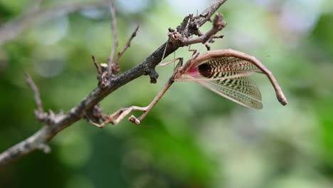 Heterochaetula-straminea,-Mantis,-a-4K-Footage-of-this-Mantis-smoothly-closing-its-wings-with-lovely-pink-and-purple-colour-display,-interesting-line-patterns,-forest-green-background