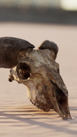 close up of a sheep skull