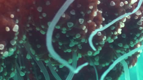 los tentáculos de las medusas de coliflor en primer plano