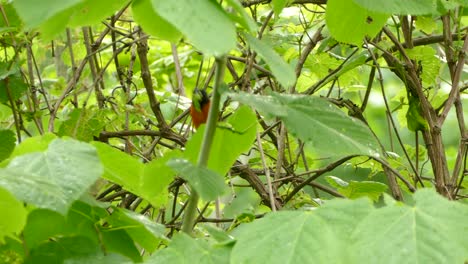 orange bird with a black head snags a worm off a tree branch to feed on