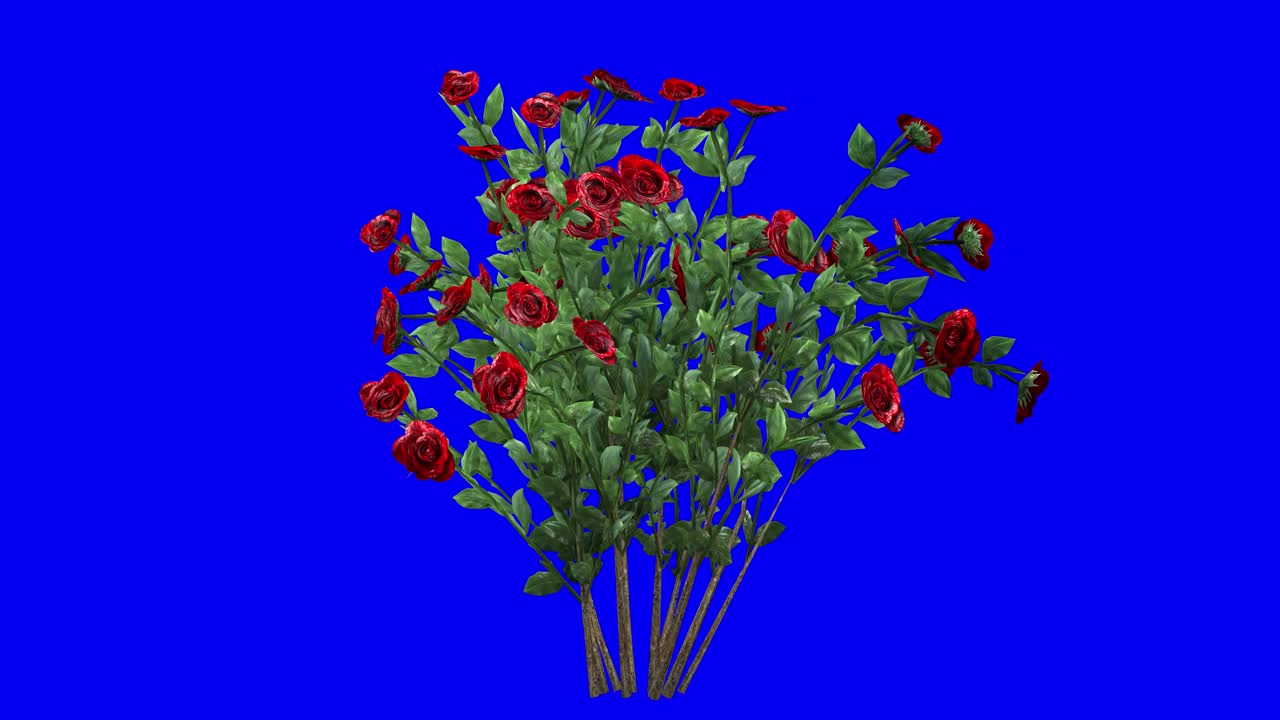 3d rosas rojas flor con efecto viento en pantalla azul animación 3d
