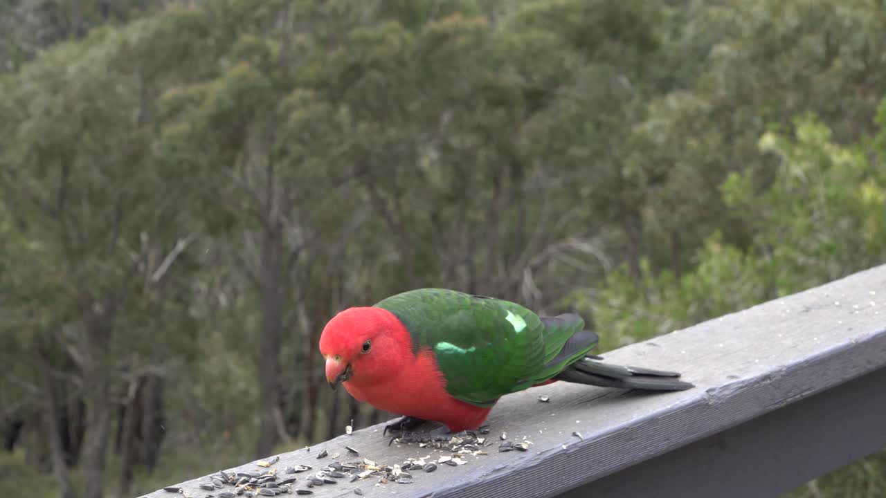 Close up shot of King Parrot eating seeds perched
